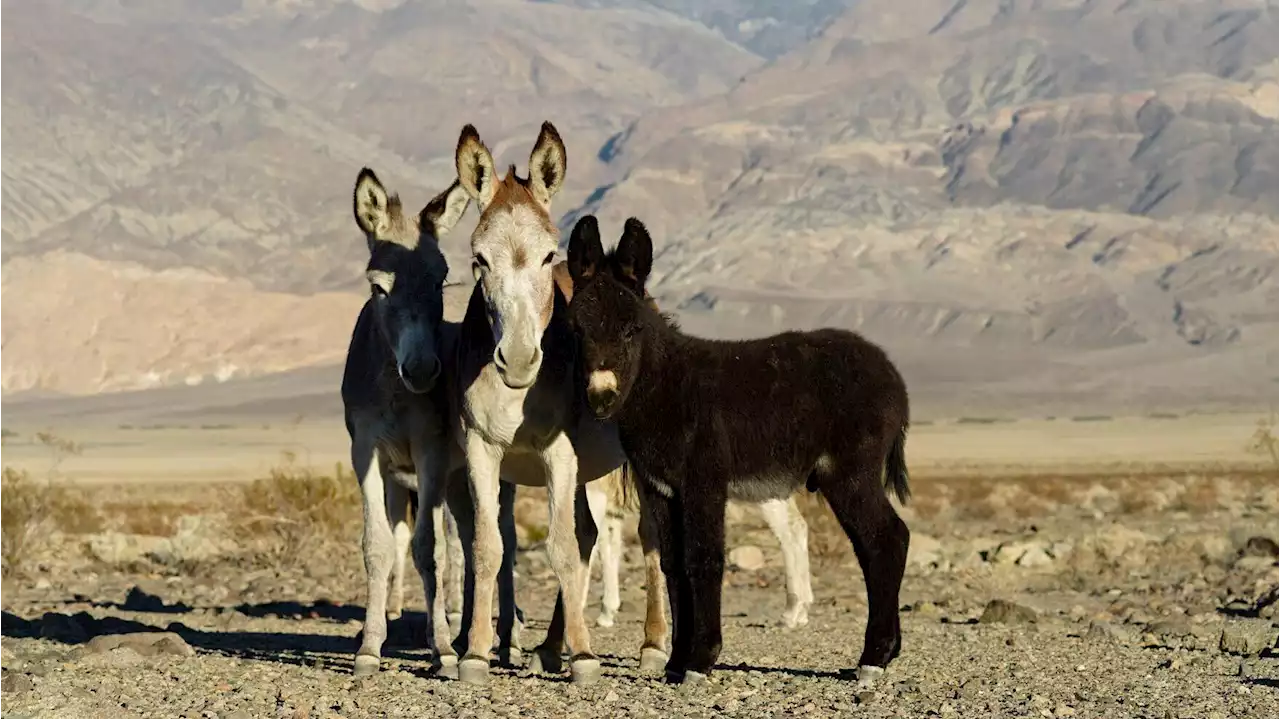 Mountain lions are eating wild donkeys in Death Valley: Why scientists say it's a good thing