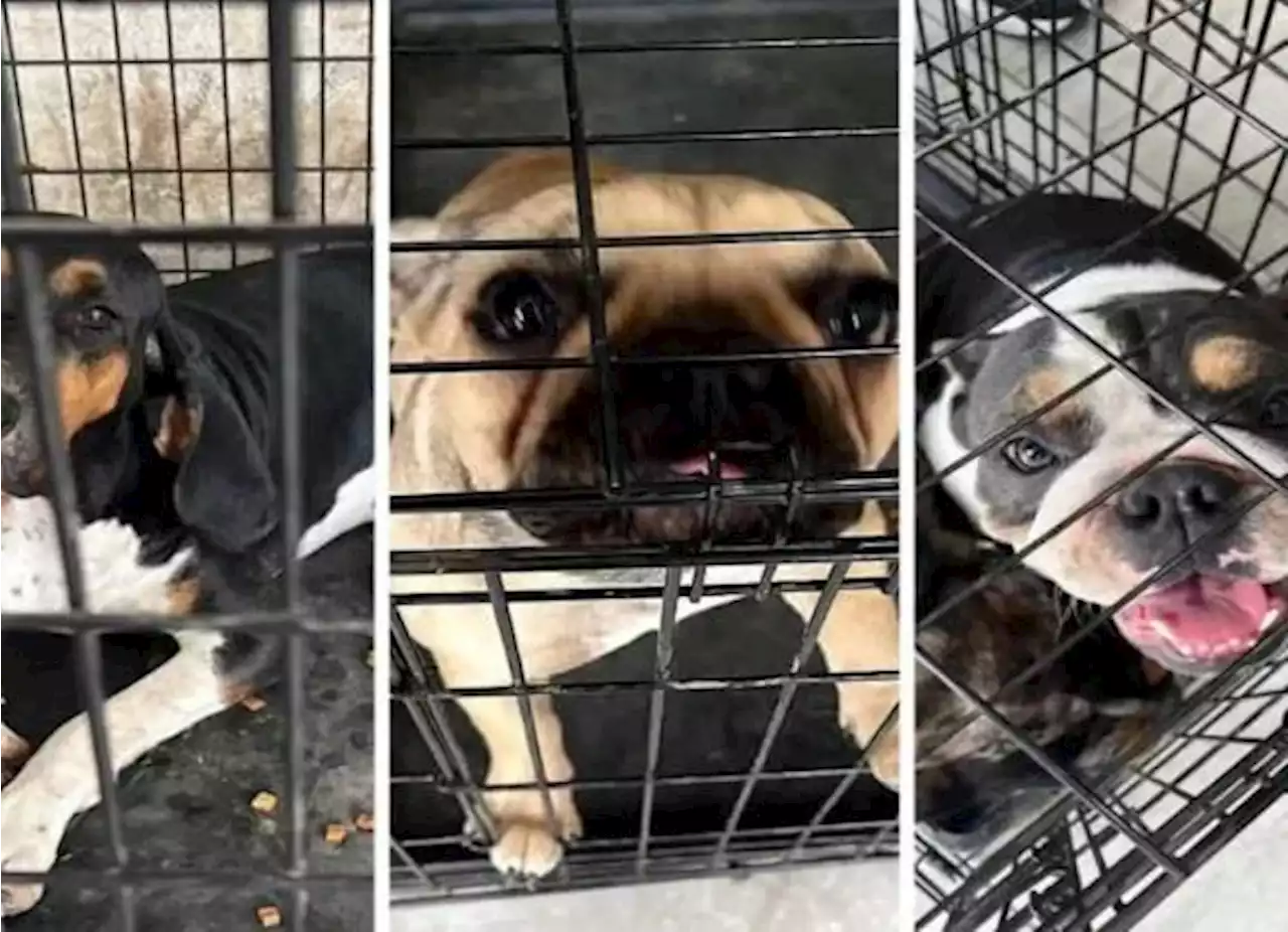 Se llevan a perritos tras cateo por narcomenudeo en Nuevo León