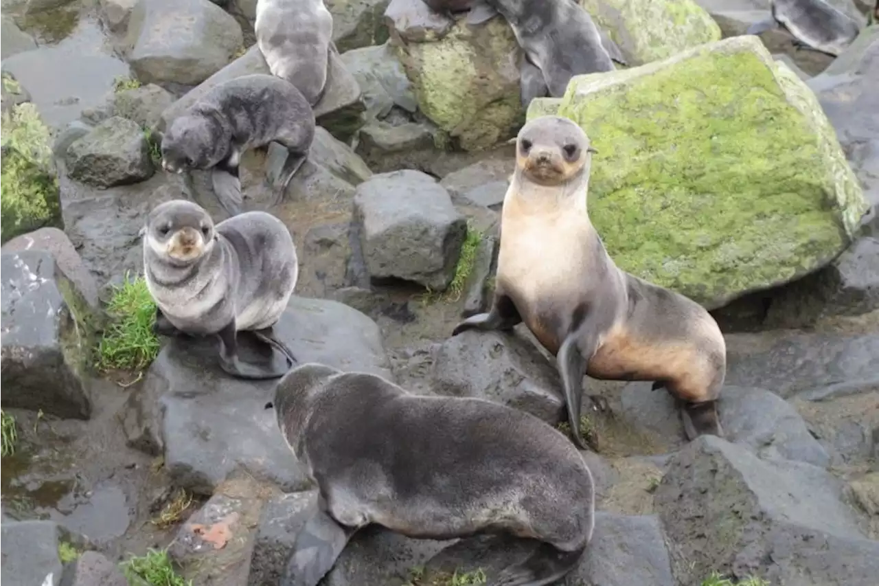 Seal hunting regulations on St. Paul Island show a new path for federal marine mammal protection