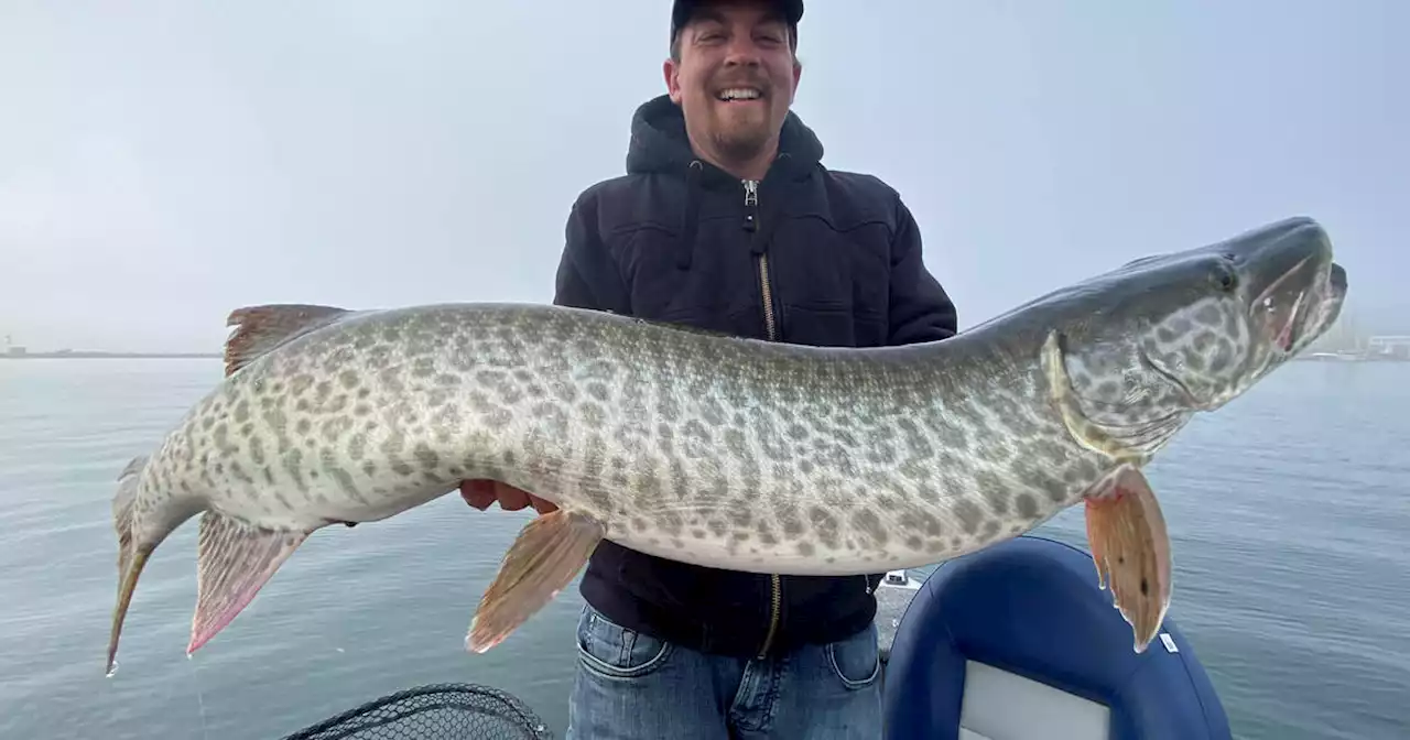 Ultra-rare 'cabbage dragon' captured in Toronto Harbour for the first time in centuries