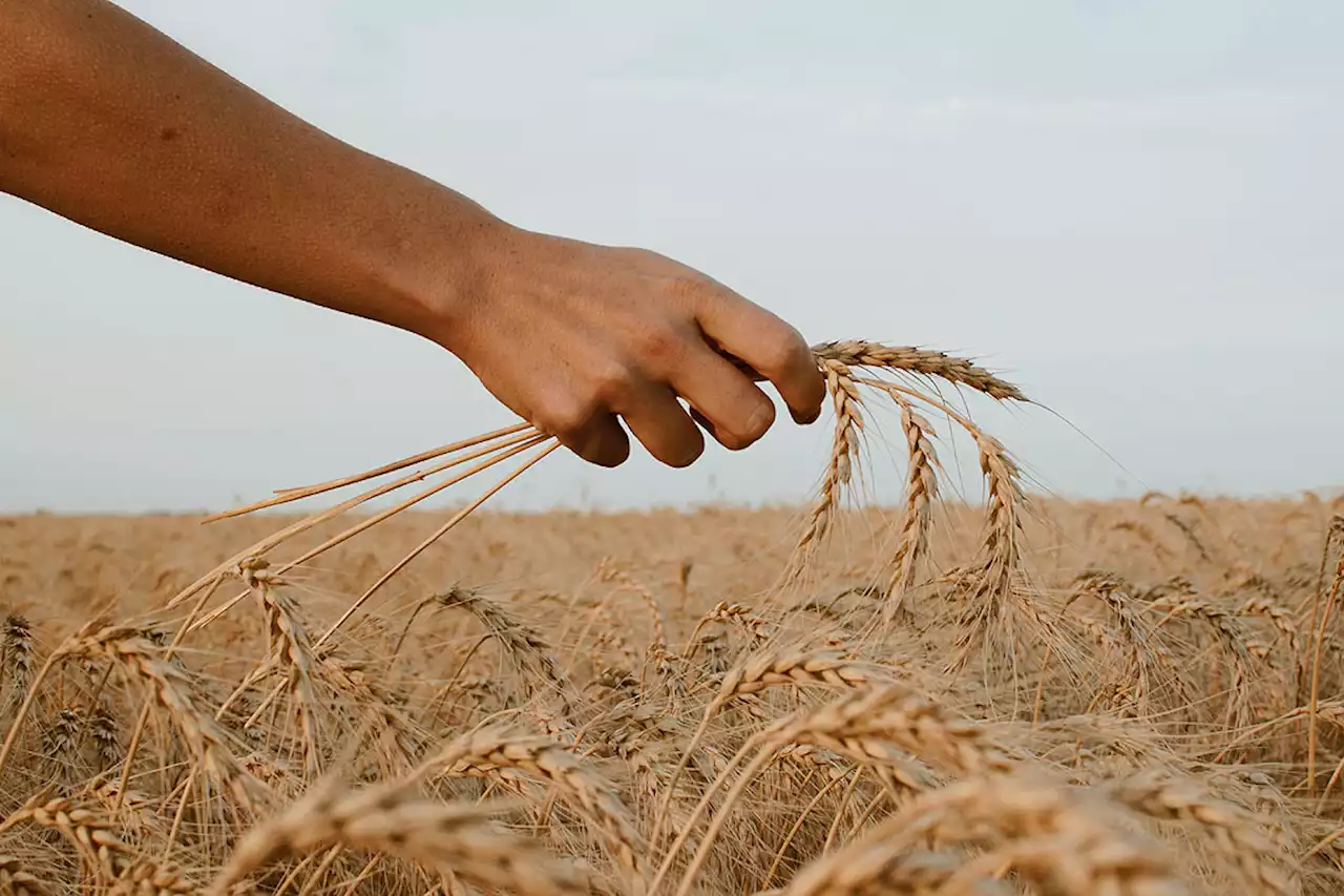 Brazil to buy US, Canada and Russian wheat as Argentine supplies dwindle - BusinessWorld Online