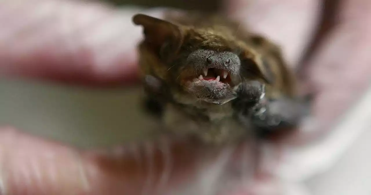 Do rabid bats live near you? New Halloween-inspired map from Cook County helps residents stay informed