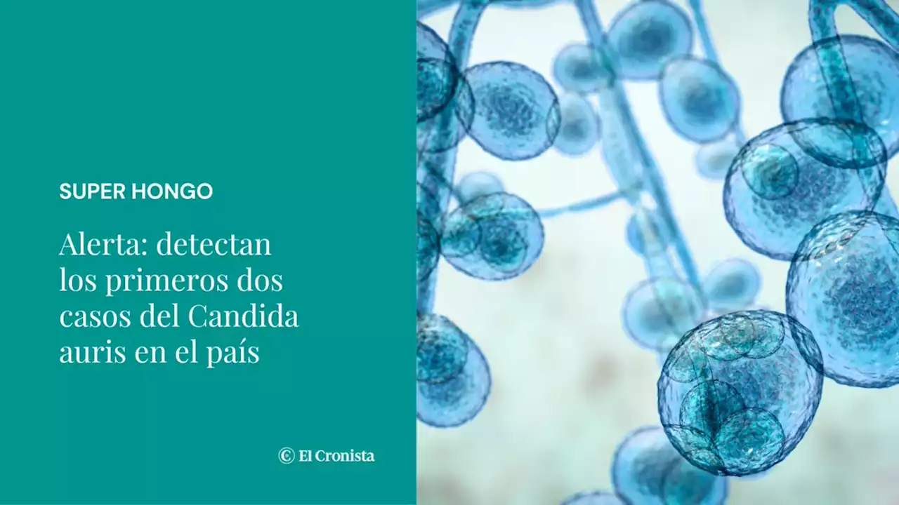 Alerta Super Hongo en la Argentina: detectan los primeros dos casos del Candida auris en el pa�s