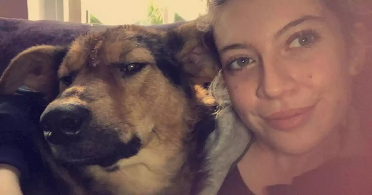 Scots woman forced to medicate 'terrified' dog to survive fireworks night