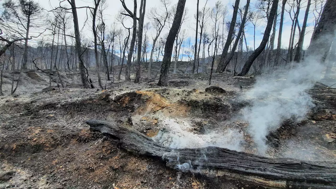 Bericht der EU-Kommission - Dramatischer Trend bei Waldbränden setzt sich fort