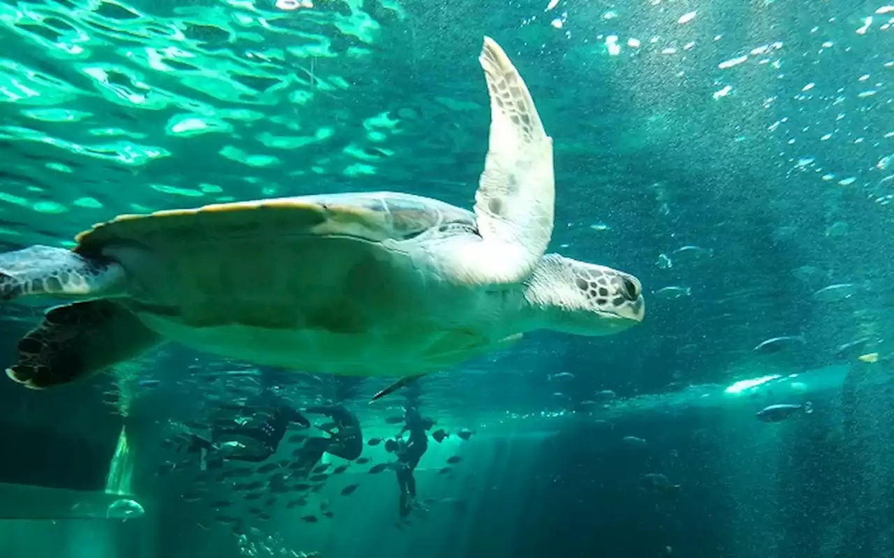 Turtle injured by ocean pollution to return home after 8 years of rehabilitation