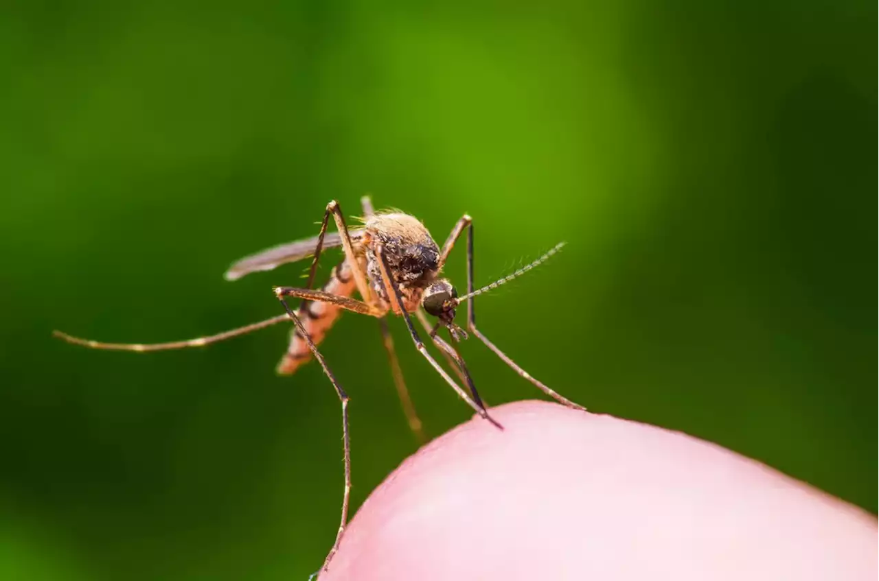 A new study has found an antibody that prevents malaria