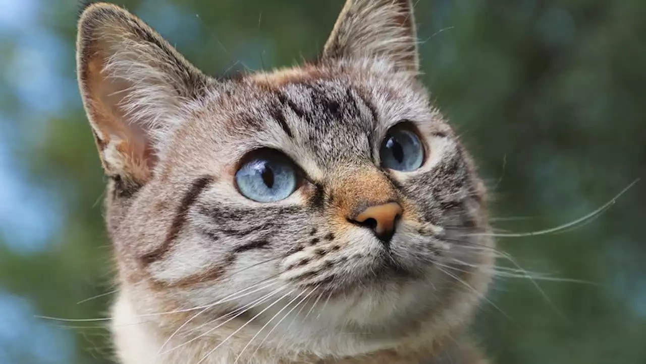 Une étude atteste que si vous parlez à votre chat avec une voix enfantine, il vous comprend