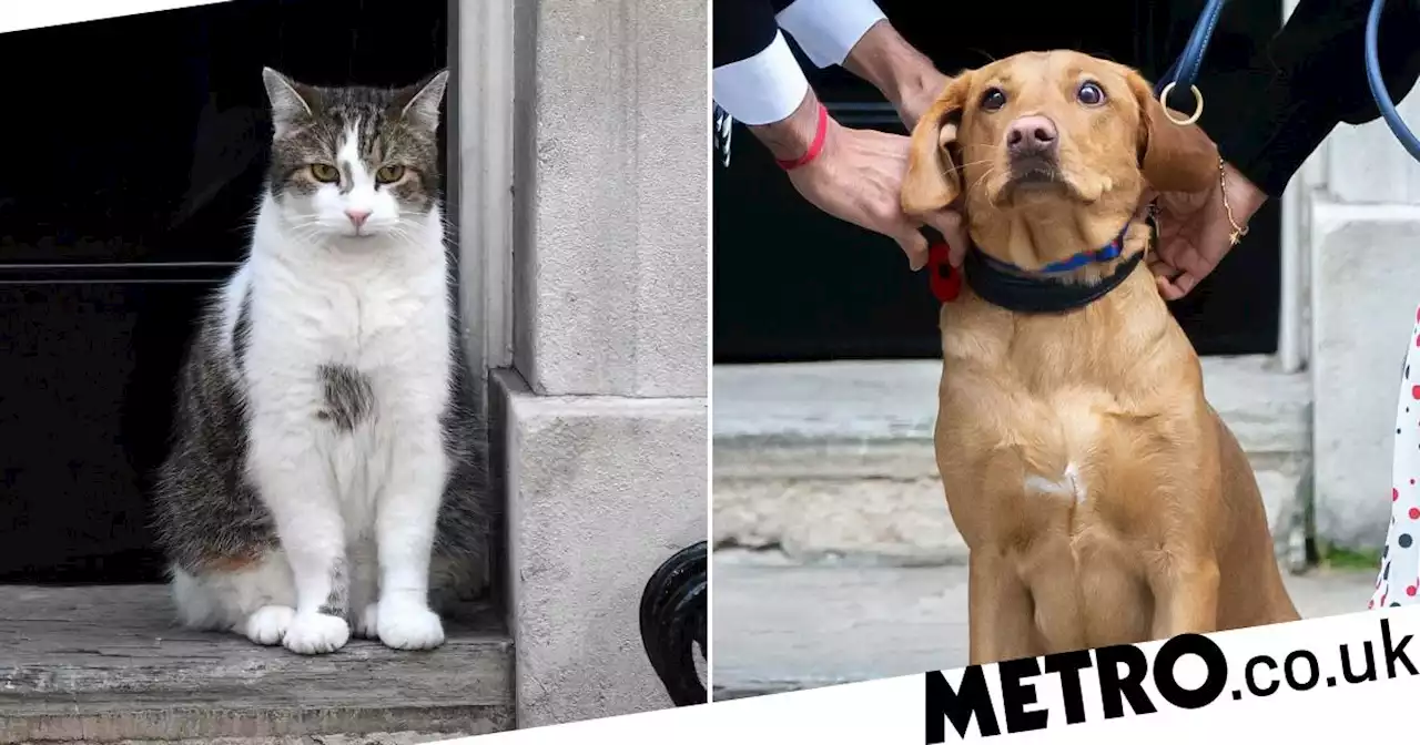 Downing Street's new dog settles in with a poignant collar - but where's Larry?