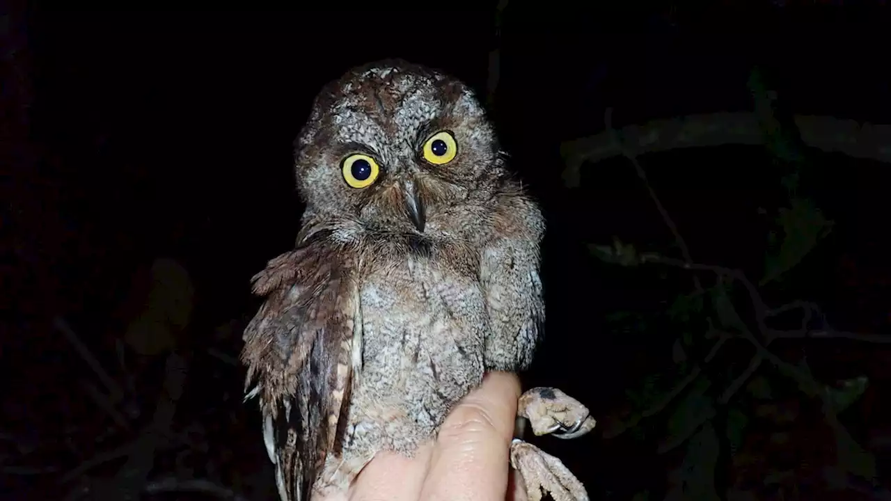 New owl species found—and it has a haunting screech