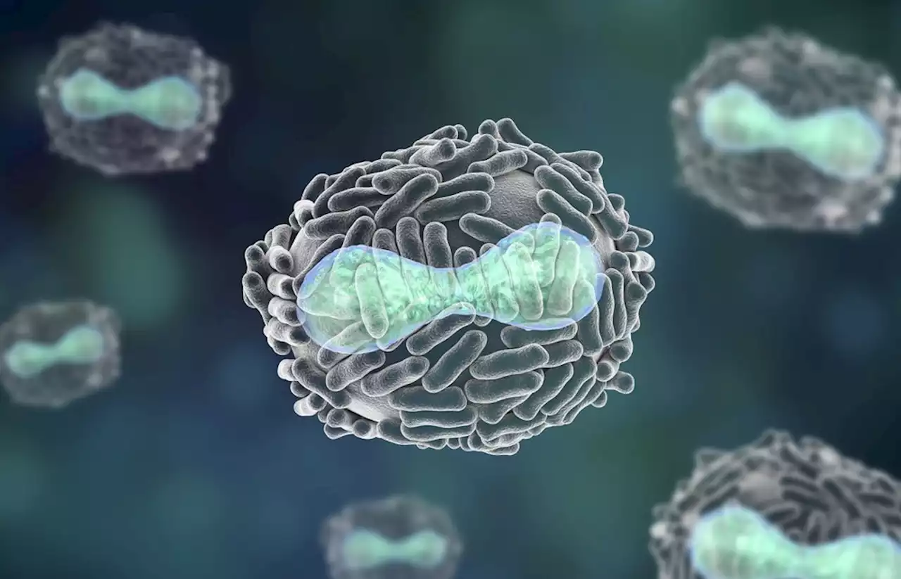 How does the ISG15/ISGylation system modulate Vaccinia virus infection?