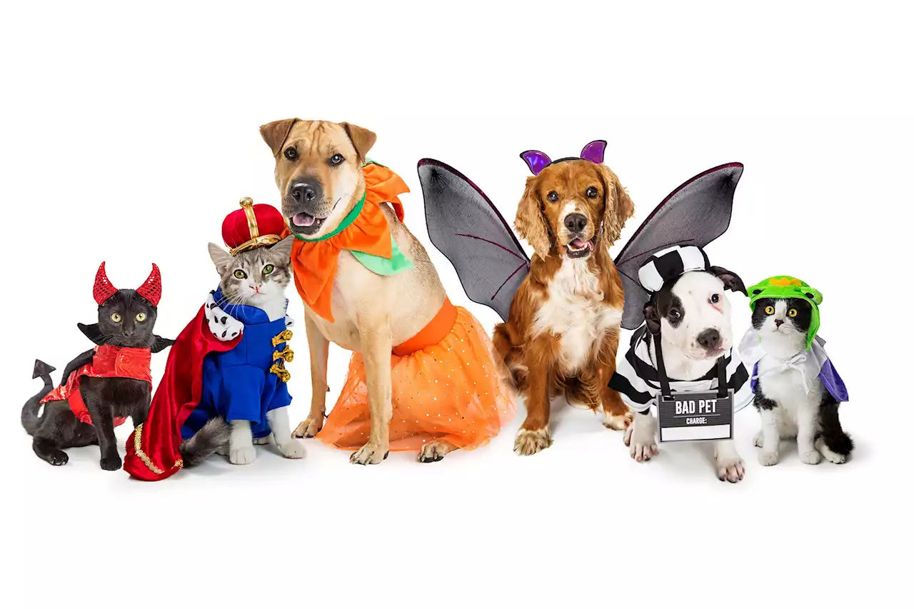 Get creative with these cute Halloween costume ideas for pets