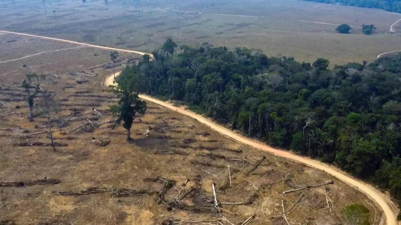 Noruega anunció que desbloqueará el Fondo Amazonía luego de la victoria de Lula da Silva en Brasil | Para la lucha contra de deforestación