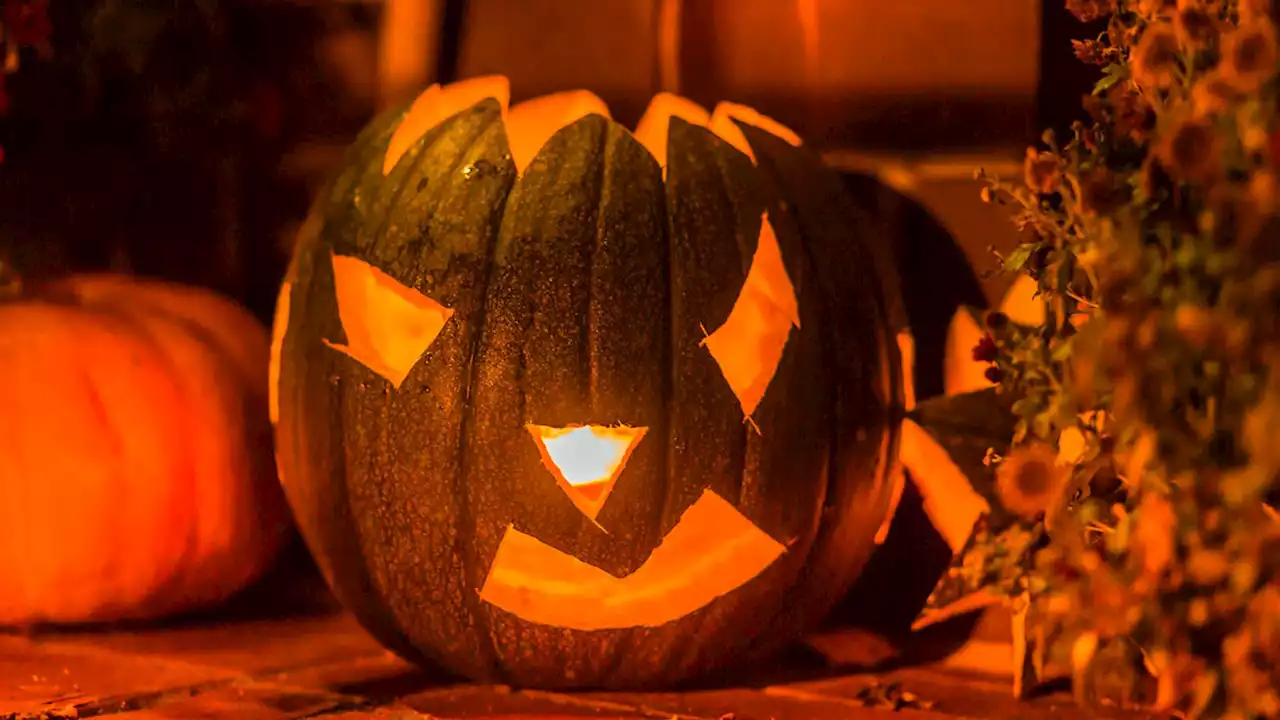 Don't leave Halloween pumpkins in woodlands, people warned