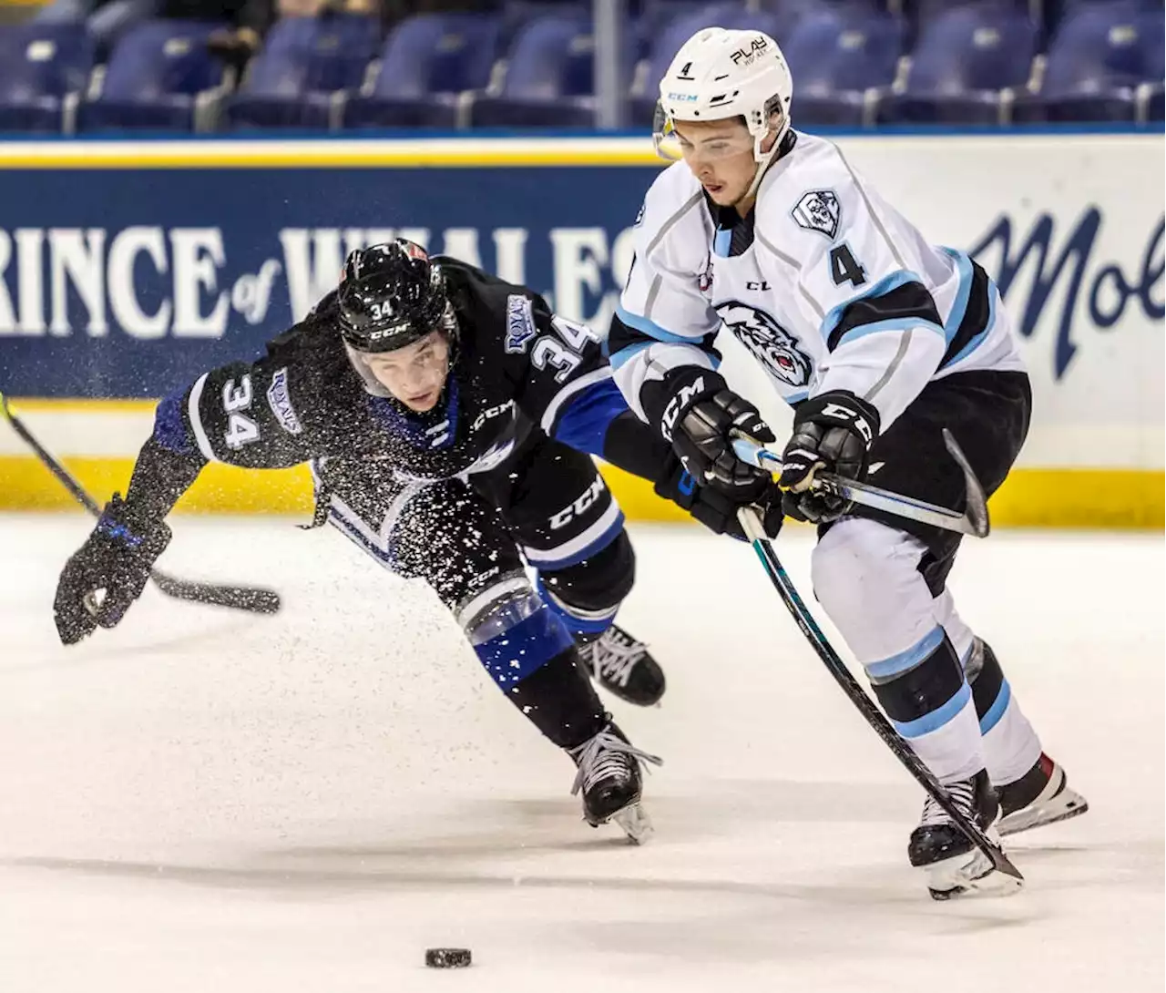 High hopes for point-a-game Victoria Royals winger Jake Poole