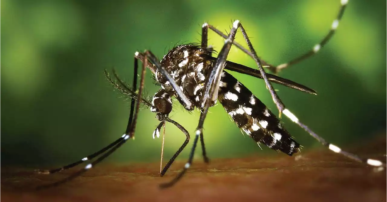 Genetically Modified Mosquitoes Help Cut Disease, Study Shows