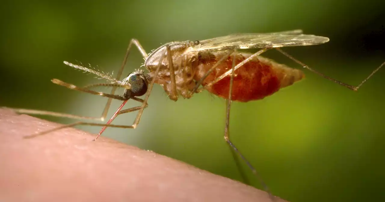 Antibody treatment tested as new tool against malaria