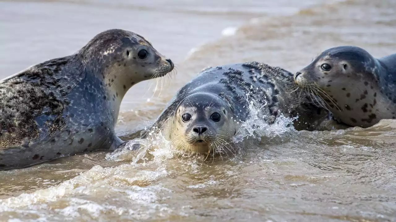 Anzahl der Seehunde im Wattenmeer sinkt deutlich