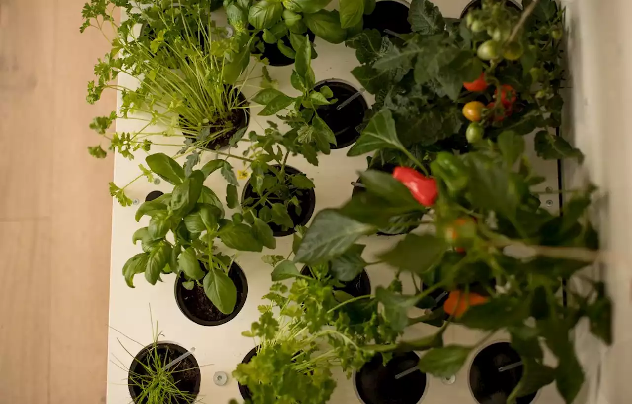 Urban Cuisine, un potager pour cultiver facilement ses légumes en intérieur