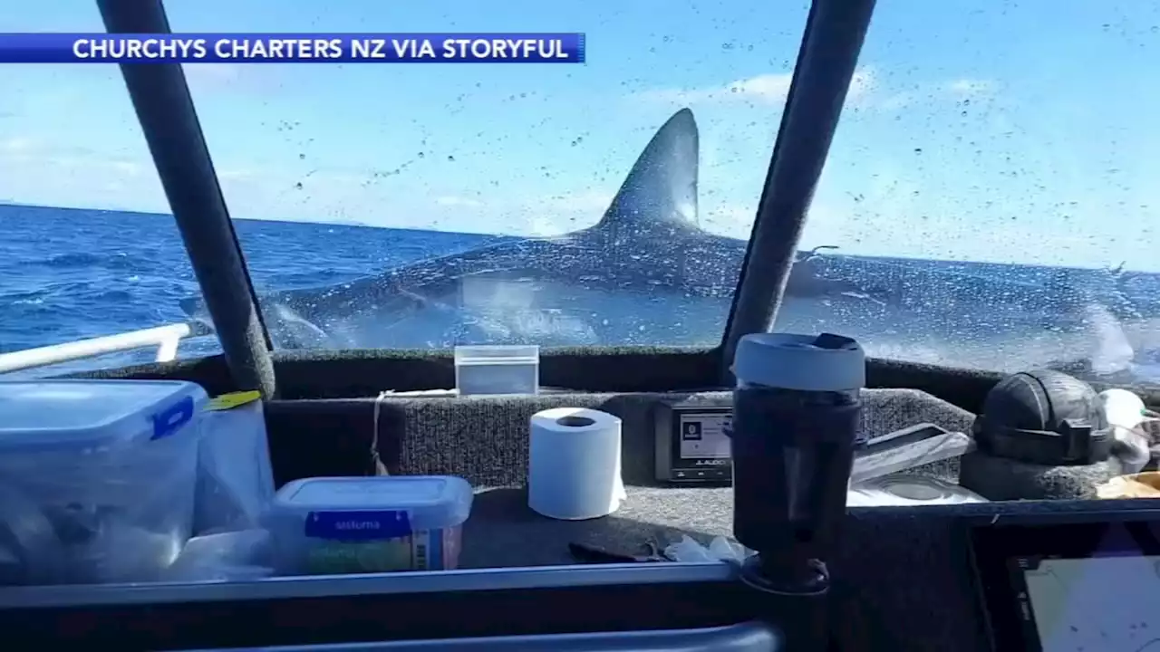 Caught on Video: Shark jumps on fishing boat in New Zealand