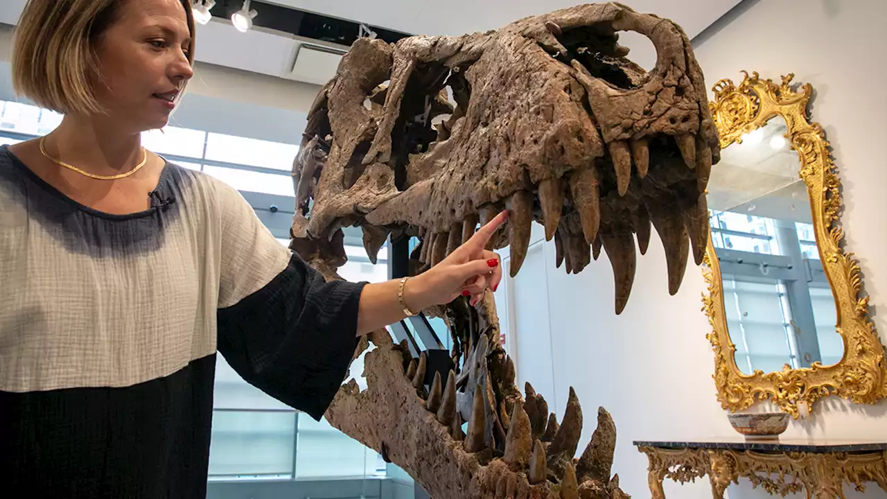 T. rex skull nicknamed Maximus could fetch $20M at auction, Sotheby's says