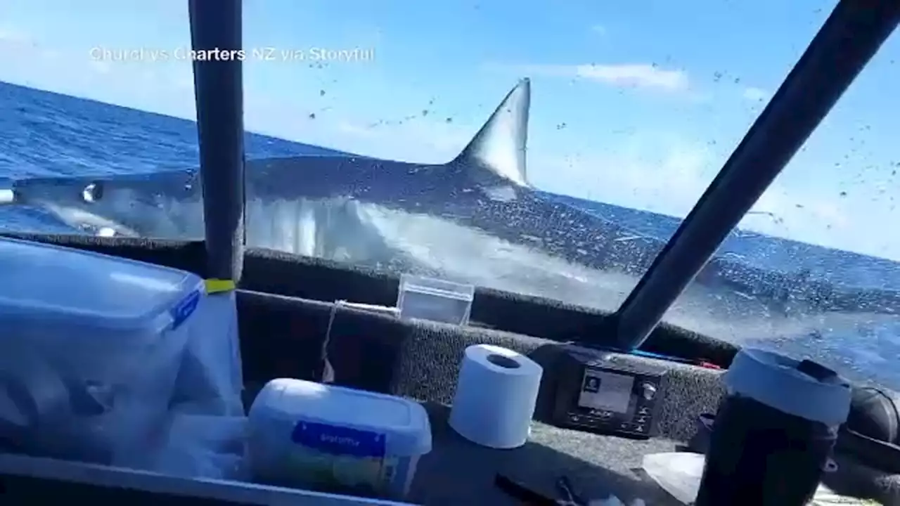 Mako shark jumps up onto front of New Zealand fishermen's boat