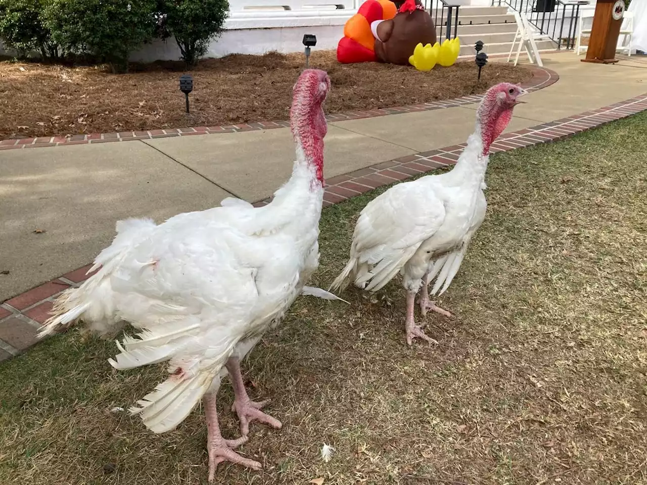 Kay Ivey ‘pardons’ ‘Gobbles and Cranberry’ in Thanksgiving tradition