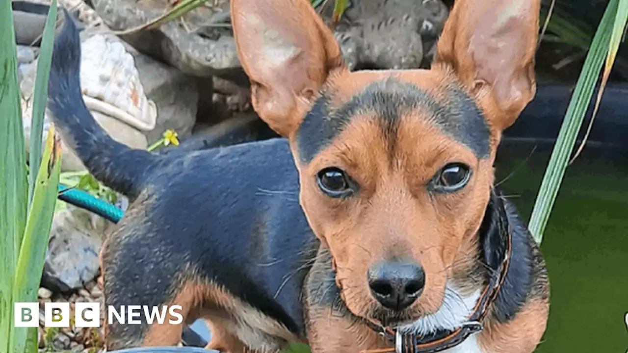 Missing dog: Jack Russell jumps out of car window on Severn bridge