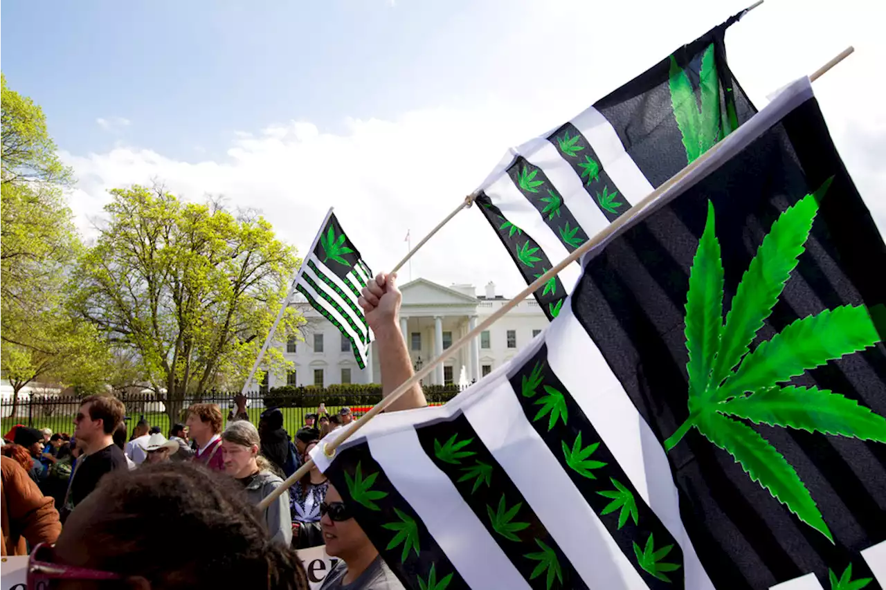 Maryland legalizes marijuana; 4 other states also voting - BusinessMirror