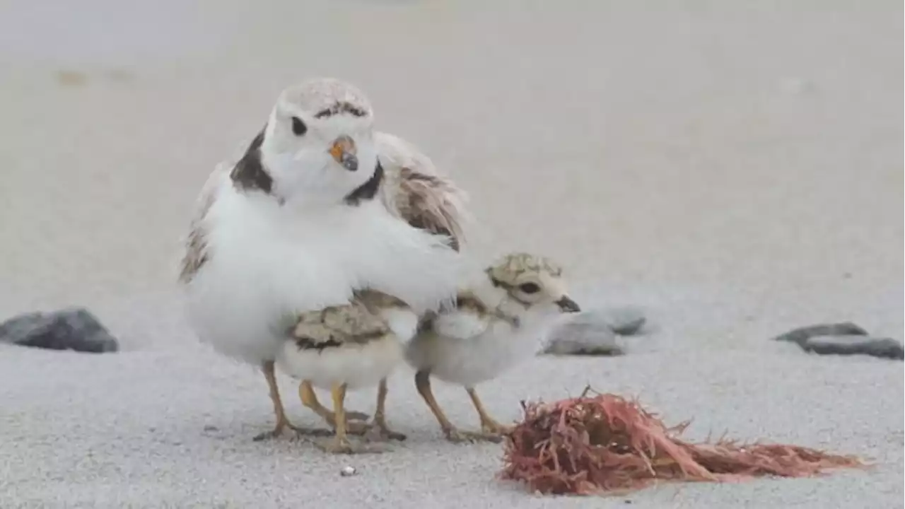 Environmental groups take Ottawa to court over new piping plover habitat rules | CBC News