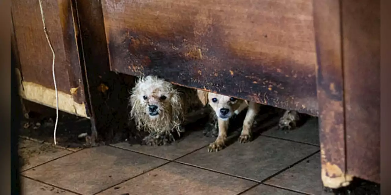 ‘Deplorable conditions’: Workers rescue 50 urine-soaked, matted dogs from home