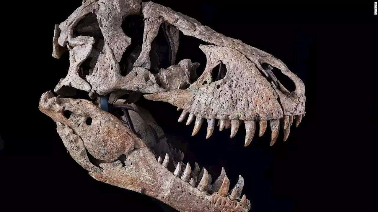 T. rex skull could sell for $20 million at auction