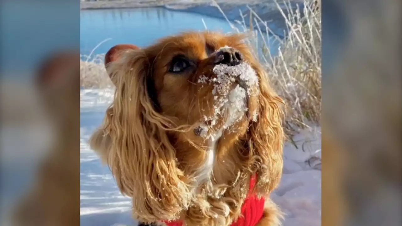 Milder weather through the weekend with a chance of flurries Saturday