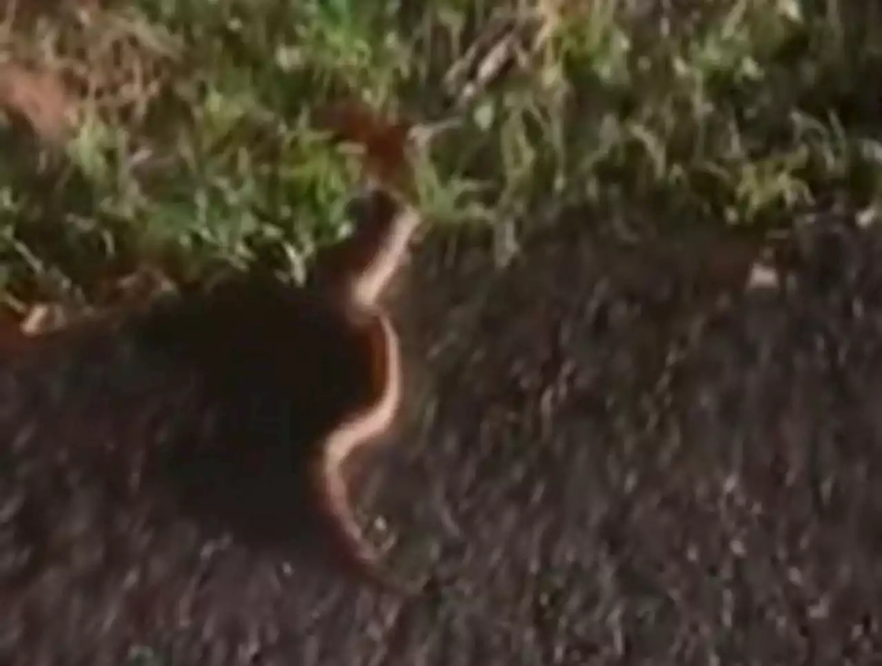 Video: Hallan gran boa constrictor en carretera de Villeta, Cundinamarca