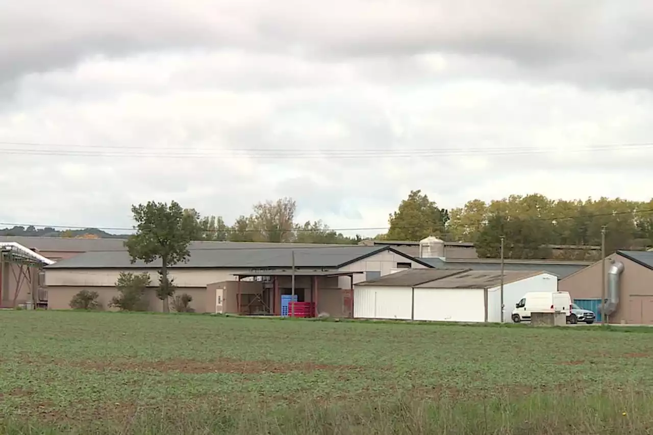 Ferme aux 200.000 poules dans le Tarn : premières mesures pour évaluer d'éventuelles pollutions