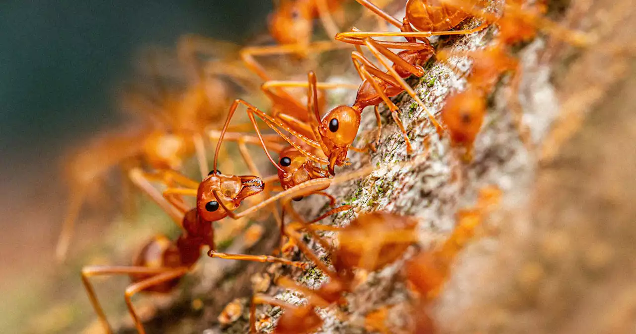 Furious Fire Ants 'Rain Down' on Hawaiian Residents and Bite Them in their Sleep