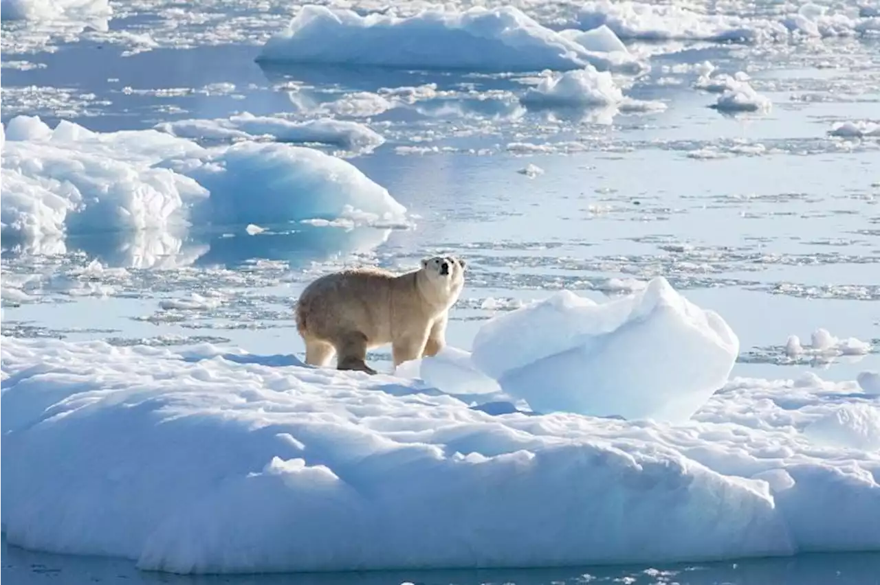 Thinning Greenland ice sheet may mean more sea level rise — study