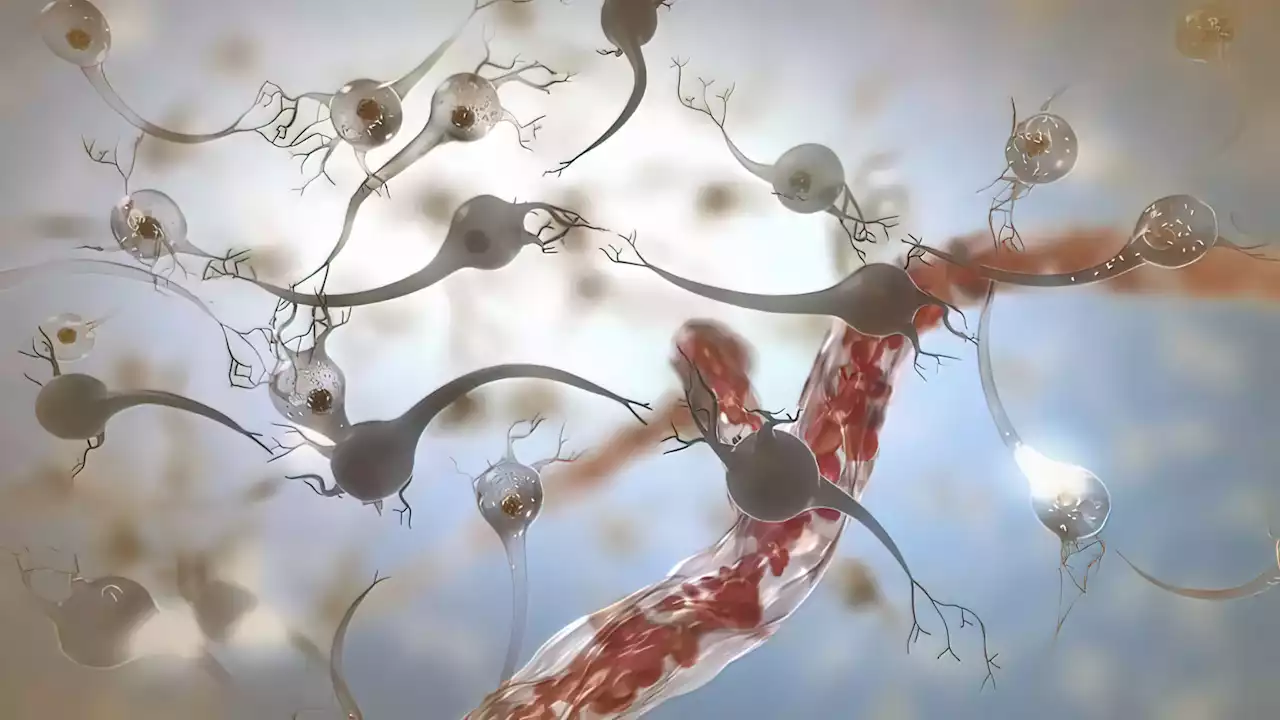 Weird magic neurons in the spine can make people with paralysis walk again