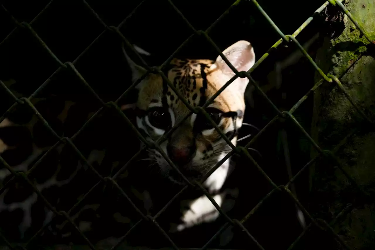 Animals trafficked in Mexico through social media sites, report says