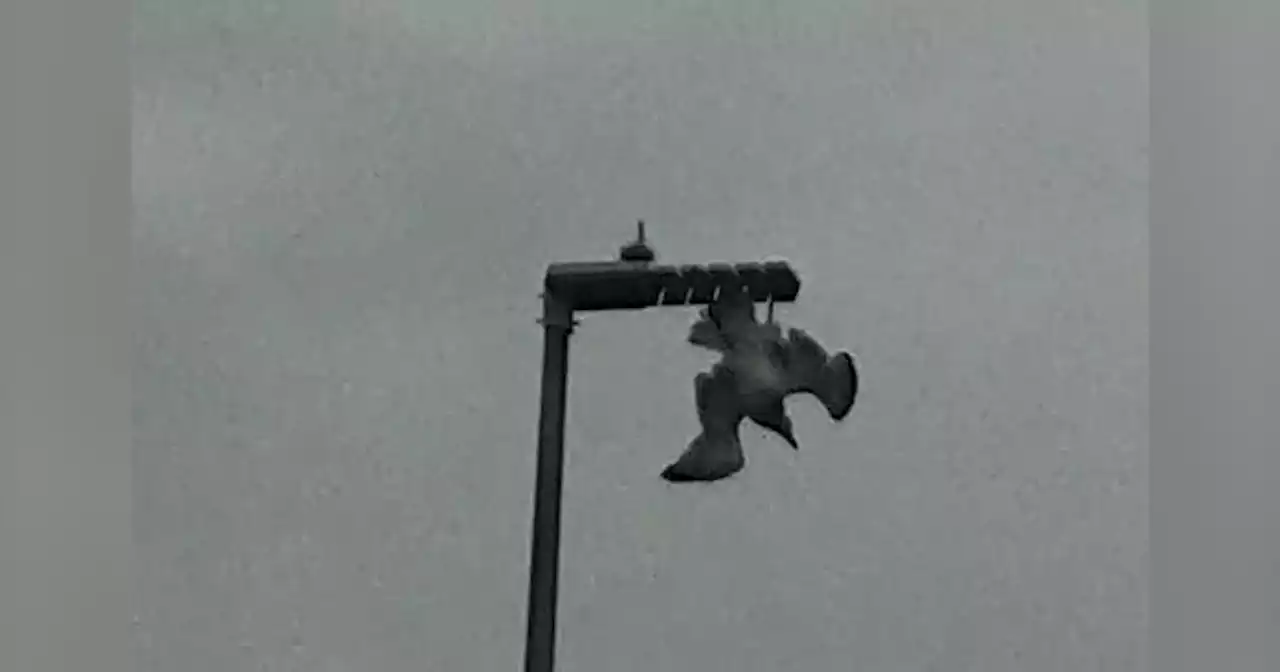 Town united in horror as seagull gets trapped in a street light