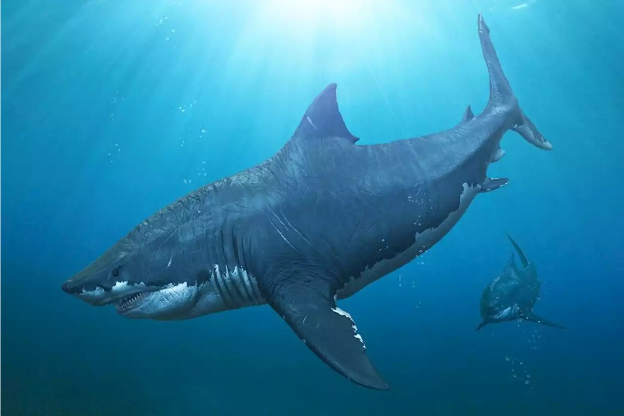 Megalodon: Facts about the long-gone, giant shark