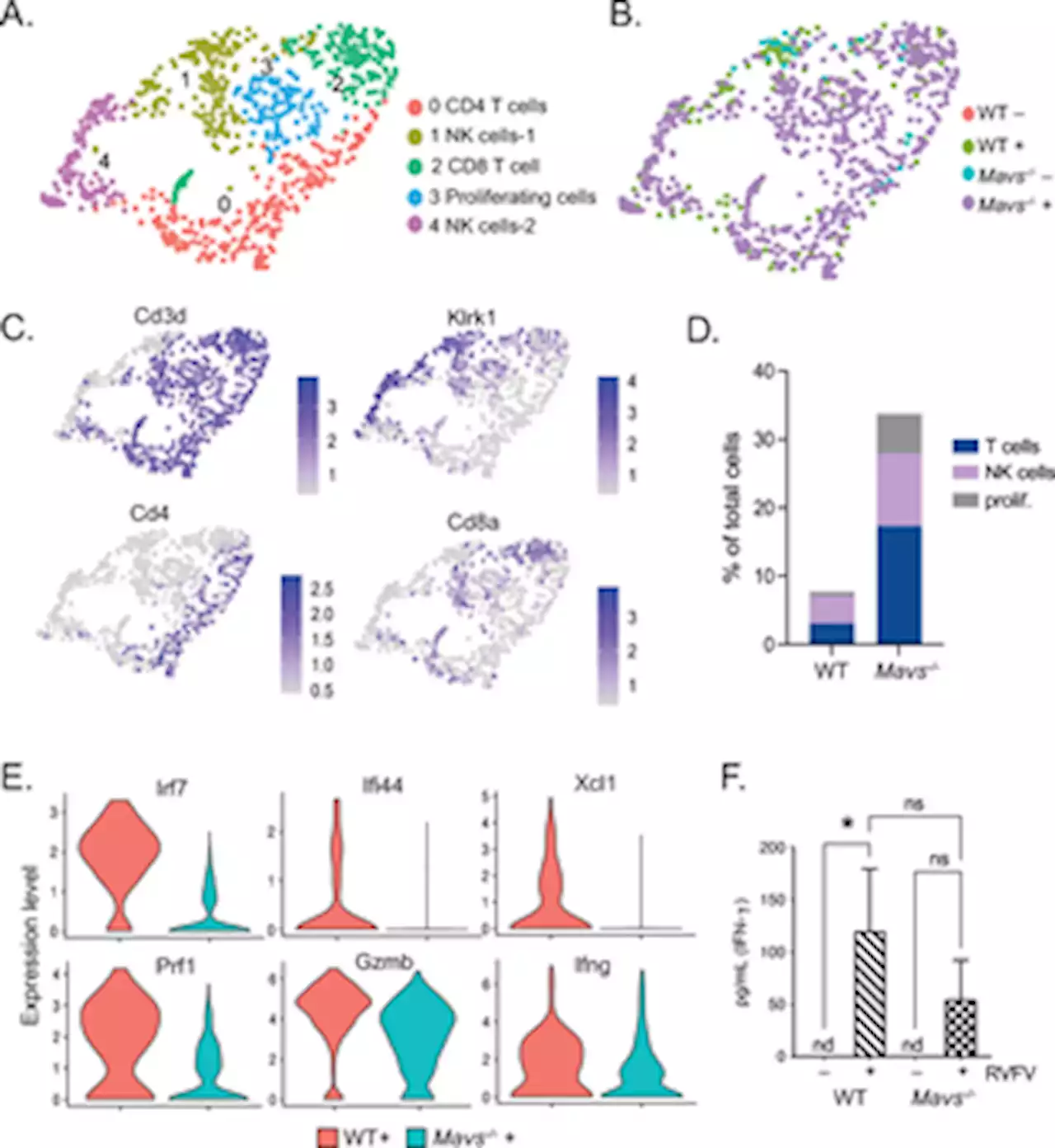 MAVS mediates a protective immune response in the brain to Rift Valley fever virus