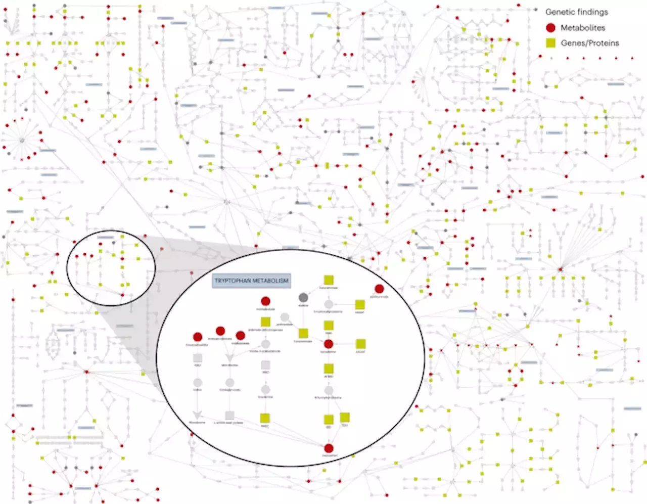 Rare And Common Genetic Determinants Of Metabolic Individuality And Their Effects On Human 1779