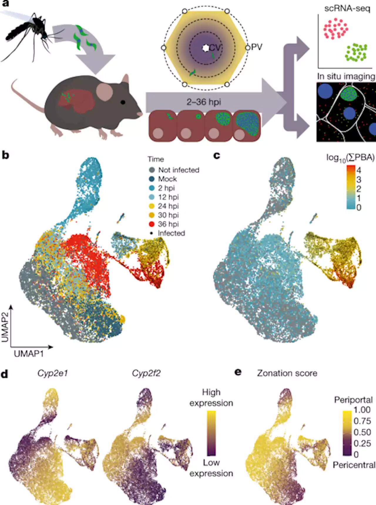 A spatiotemporally resolved single-cell atlas of the Plasmodium liver stage - Nature