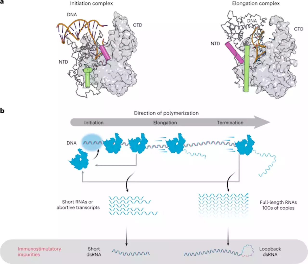 An engineered T7 RNA polymerase that produces mRNA free of immunostimulatory byproducts - Nature Biotechnology