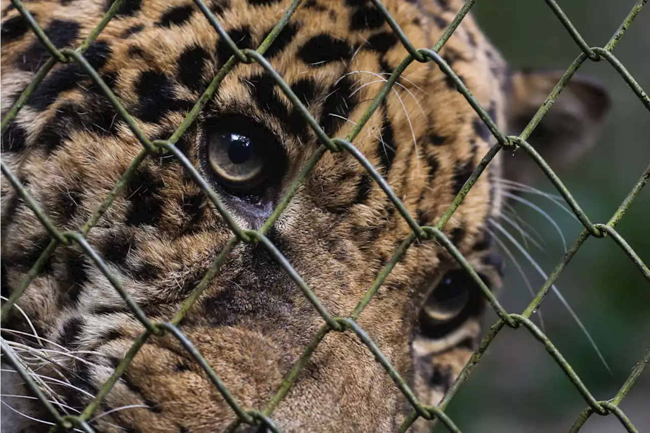 Two Clicks Away: Mexican Wildlife Trafficking Thrives Largely on Facebook, Report Finds