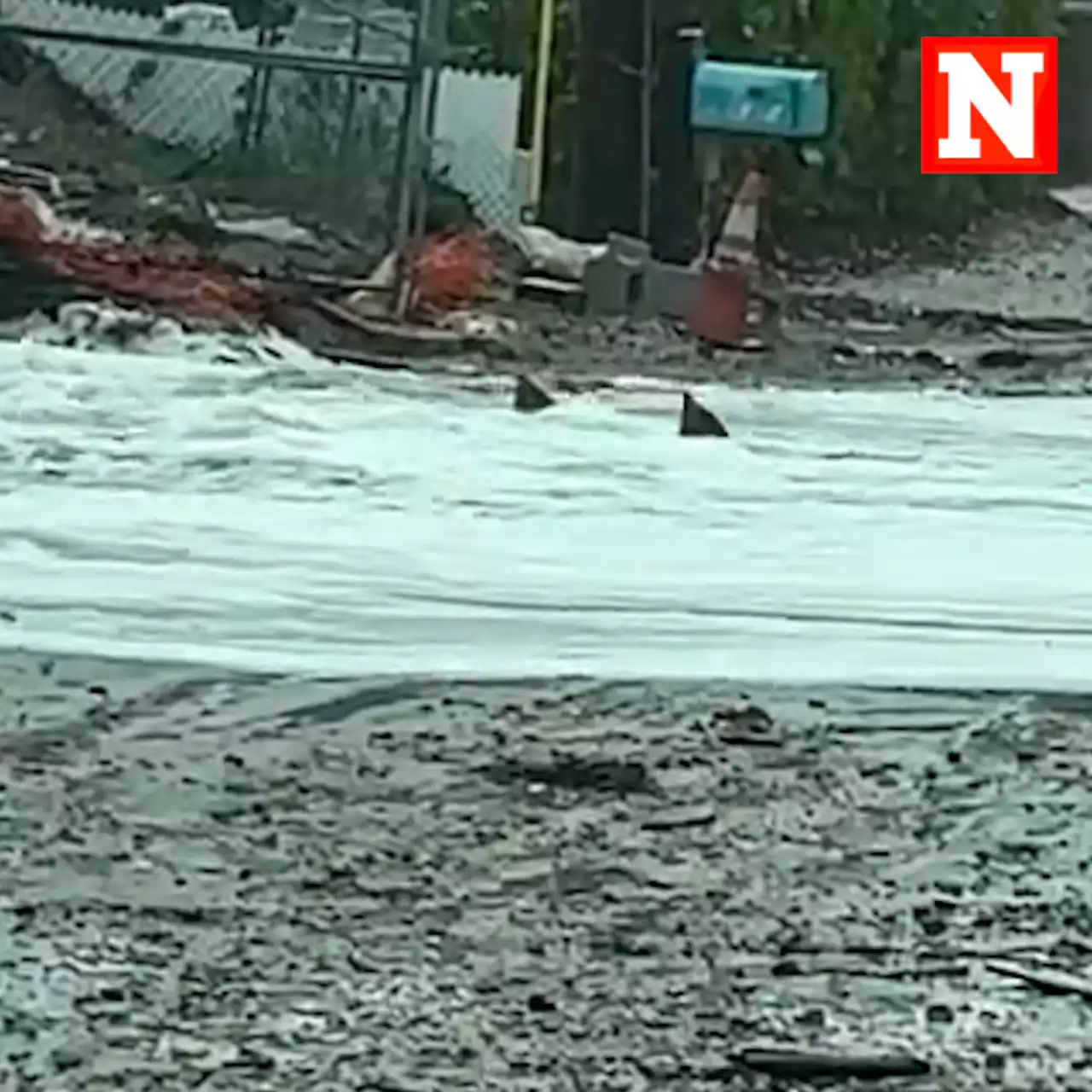 Were sharks in Florida street after Hurricane Nicole? New video emerges