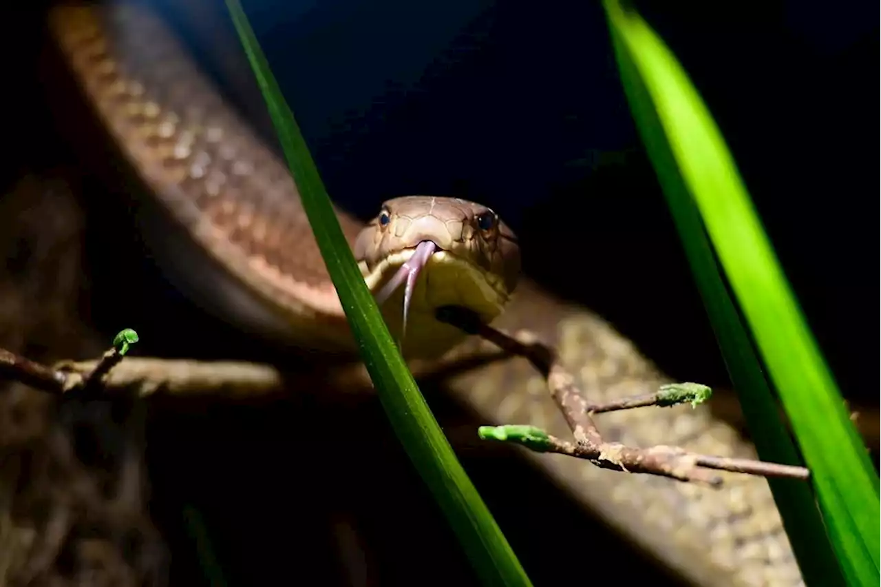 8-year-old Indian boy bites, kills venomous cobra that attacked him