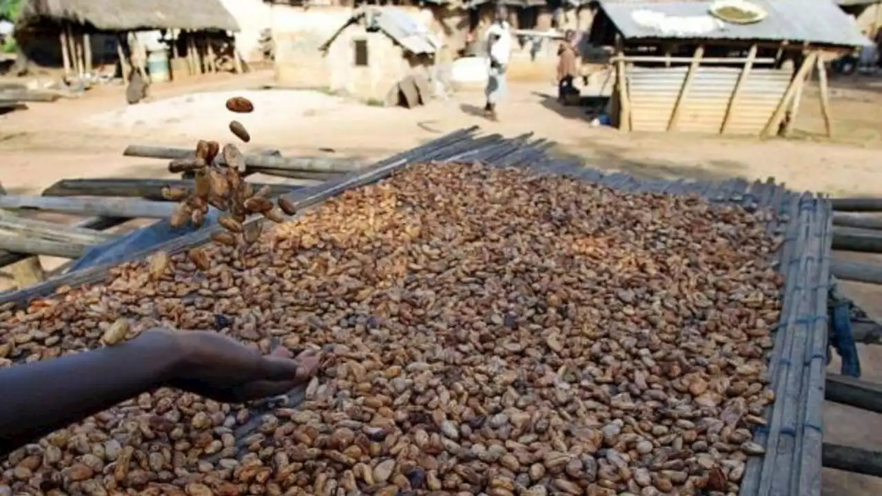 Côte d'Ivoire et Ghana lancent un ultimatum aux multinationales du cacao