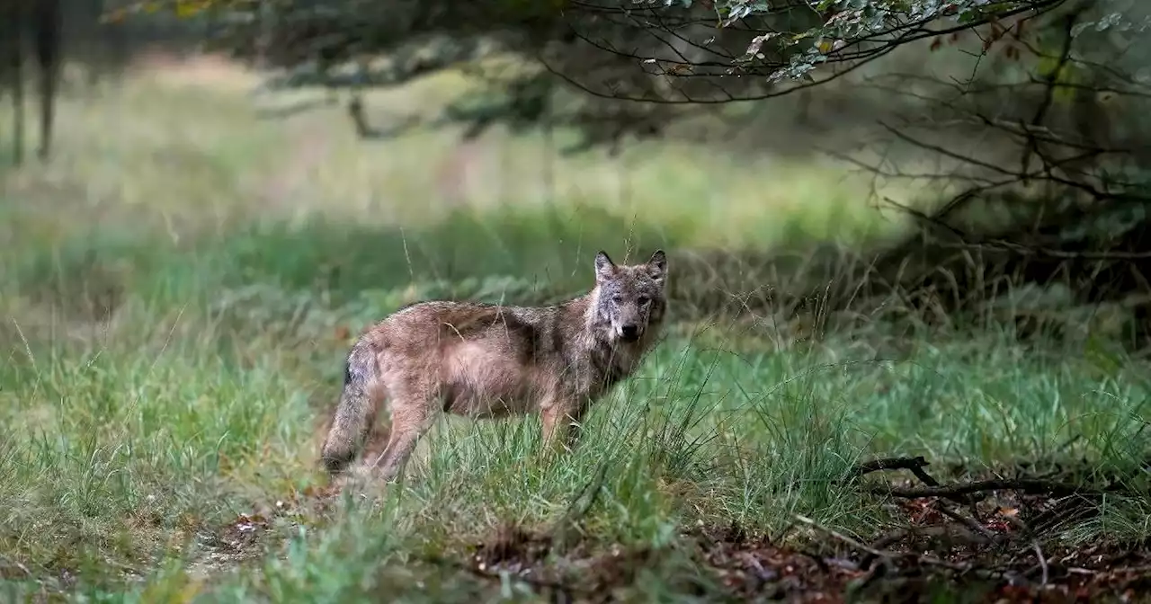 Hoge Veluwe in den Niederlanden: Radfahrer wird von Wolf verfolgt – jetzt sollen Paintballs helfen